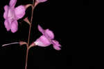 Scaleleaf false foxglove